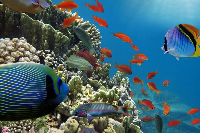 Half-Day Puerto Morelos Snorkeling Experience with Lunch - Tacos, tequila, and the Puerto Morelos pause