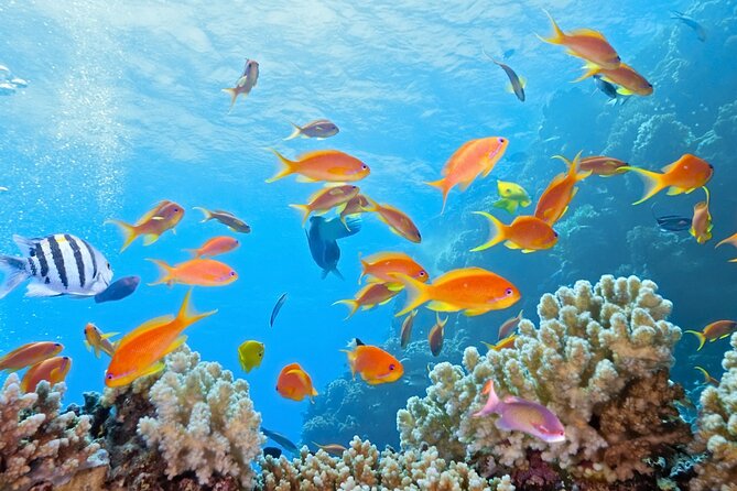 Half-Day Puerto Morelos Snorkeling Experience with Lunch - What the $49 price really includes