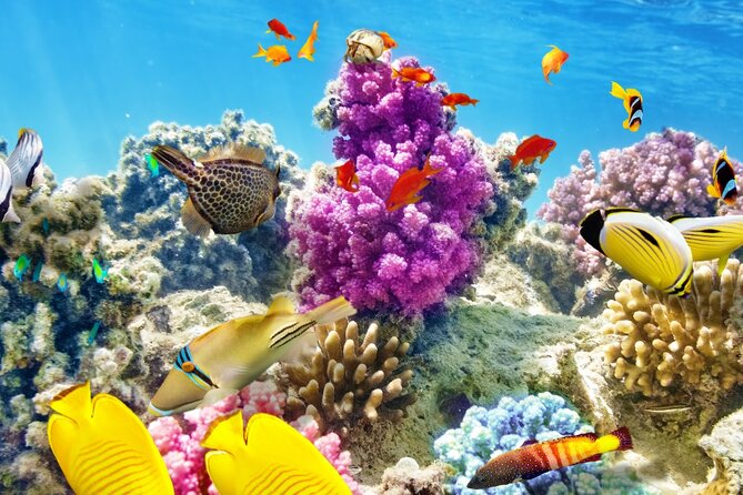 Half-Day Puerto Morelos Snorkeling Experience with Lunch - The transfer from Cancun to Puerto Morelos