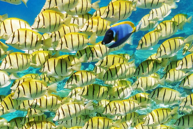 Half-Day Small-Group Cruise in Bora Bora with Snorkelling - Key points to know before you book