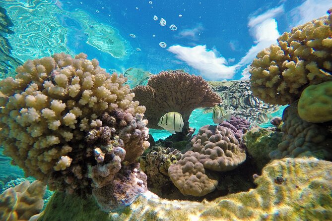 Half-Day Small-Group Cruise in Bora Bora with Snorkelling - The lagoon ride and Mount Otemanu views