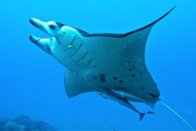 Half-Day Small-Group Cruise in Bora Bora with Snorkelling - Timing, pickup, and group size