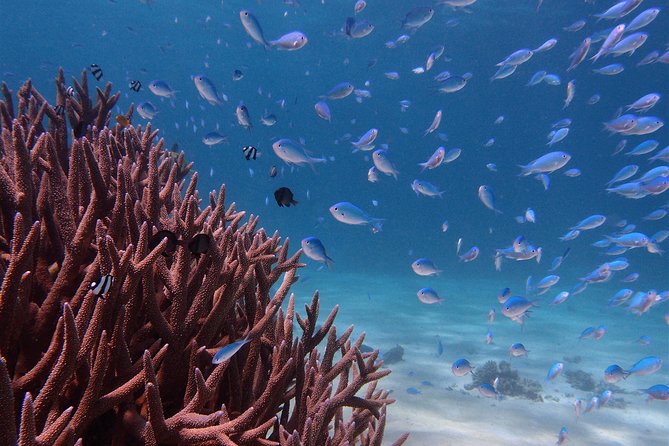Half Day Snorkel 2.5hr Turtle Tour on the Ningaloo Reef, Exmouth - Key points before you book