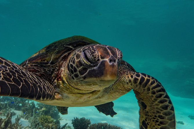 Half Day Snorkel 2.5hr Turtle Tour on the Ningaloo Reef, Exmouth - Why this Ningaloo snorkel tour works