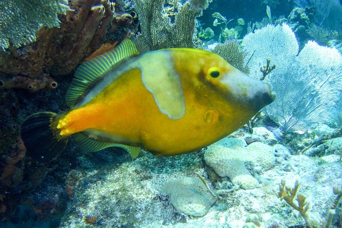 Half Day Snorkel Trip on Reefs in the Florida Keys - Stop one: Florida Keys National Marine Sanctuary