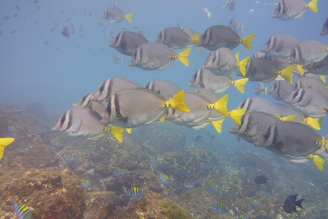 Half-Day Snorkeling Experience in Tamarindo - Key points to know before you go