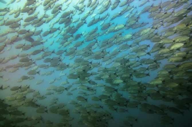 Half-Day Snorkeling Experience in Tamarindo - Two guided sessions in open water