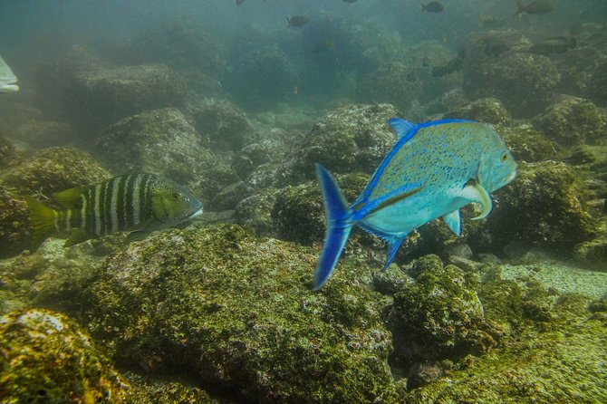 Half-Day Snorkeling Experience in Tamarindo - Weather, cancellations, and useful planning details