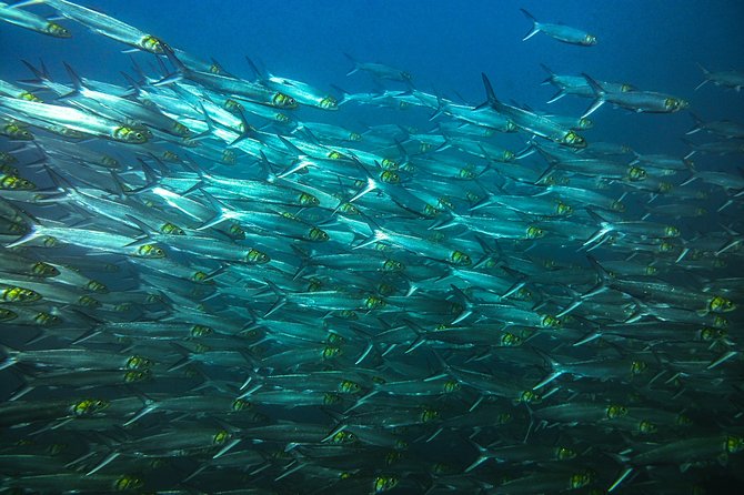 Half-Day Snorkeling Experience in Tamarindo - The 45-minute ride to Catalina or Cabo Velas