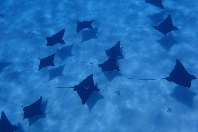 Half day Snorkeling Shared Boat Tour in Bora Bora - Key details before you book