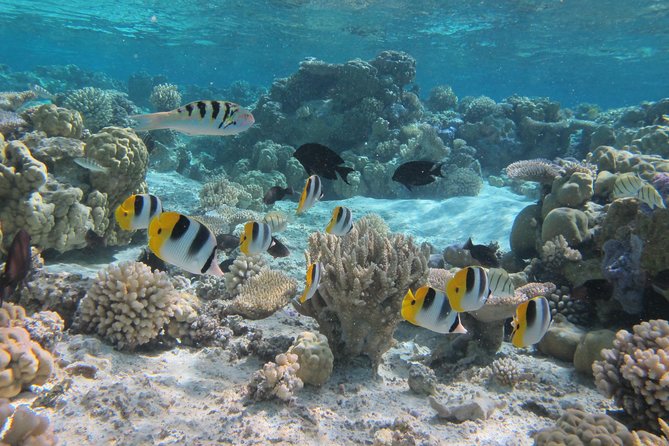 Half day Snorkeling Shared Boat Tour in Bora Bora - Why this small boat works so well