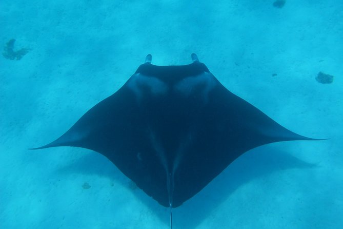Half day Snorkeling Shared Boat Tour in Bora Bora - Stop two: eagle rays and the open lagoon