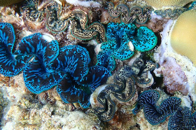 Half day Snorkeling Shared Boat Tour in Bora Bora - Stop three: Bora Bora’s coral garden