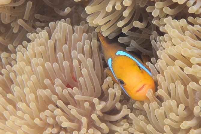 Half day Snorkeling Shared Boat Tour in Bora Bora - Stop four: a route chosen on the day