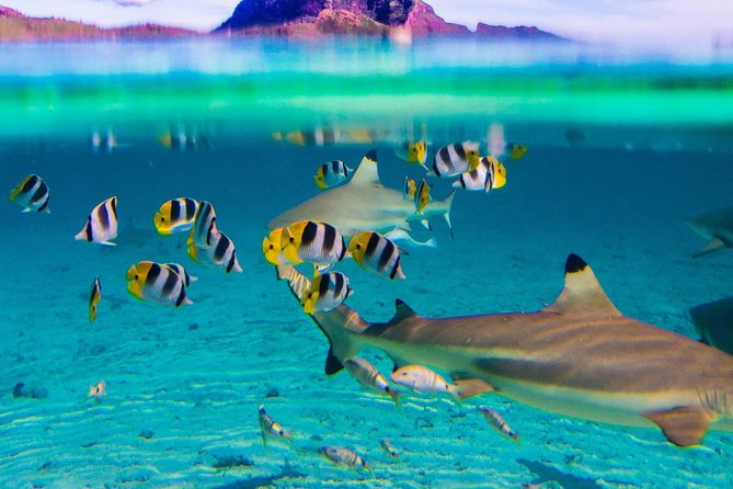 Half day Snorkeling Shared Boat Tour in Bora Bora - Safety, swimming ability, and comfort