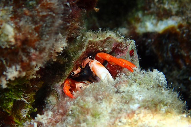 Half day Snorkeling Shared Boat Tour in Bora Bora - Responsible wildlife encounters