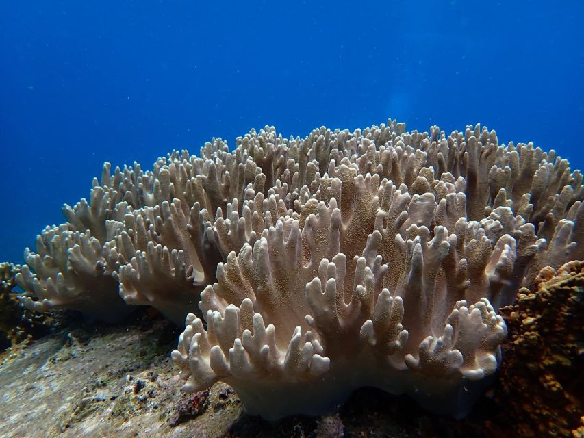 Half-Day Snorkeling trip in Nha Trang with Vietnam Active - Stop one: your first look beneath Nha Trang’s islands