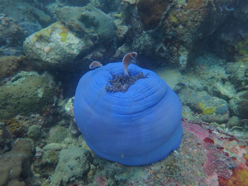 Half-Day Snorkeling trip in Nha Trang with Vietnam Active - Lunch on board is a real part of the value