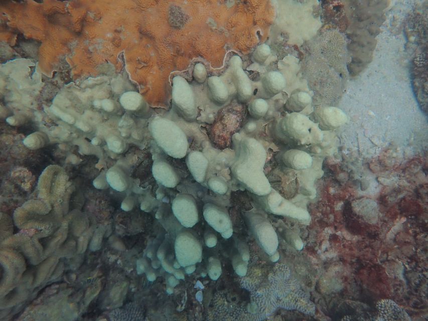 Half-Day Snorkeling trip in Nha Trang with Vietnam Active - Who will enjoy this experience most?