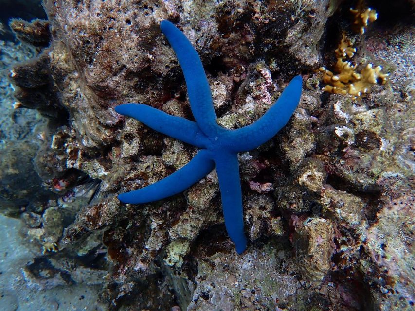 Half-Day Snorkeling trip in Nha Trang with Vietnam Active - Practical tips for a smoother day