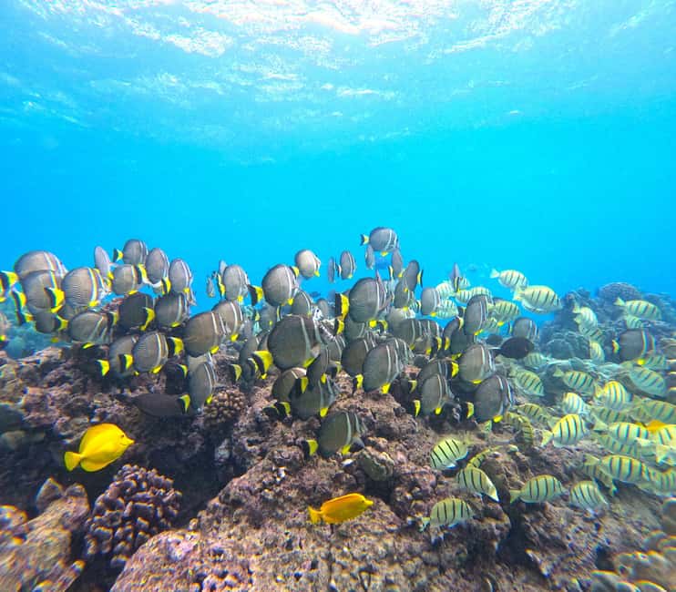 Hanauma Bay Guided Snorkel Tour with guaranteed entrance - Is $104 a fair price?