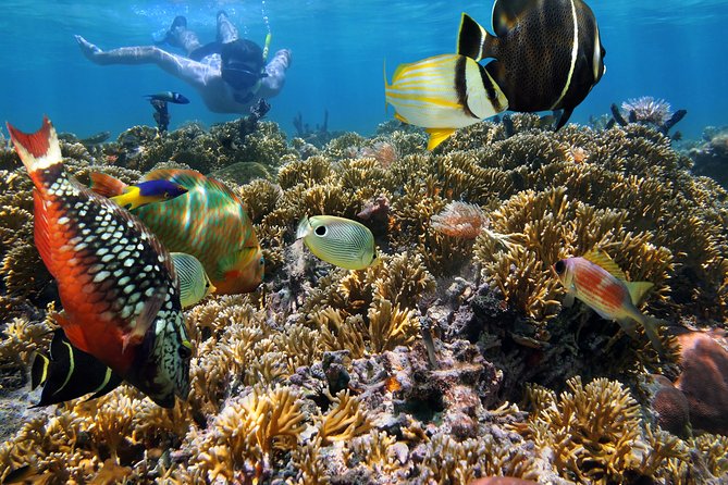 Hanauma Bay Snorkeling - Getting into Hanauma Bay without the parking headache