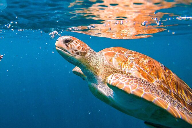 Harbour Lights-Chair &Turtle Shipwreck Snorkel Tour(10:30-1:30pm) - Key things to know before you go