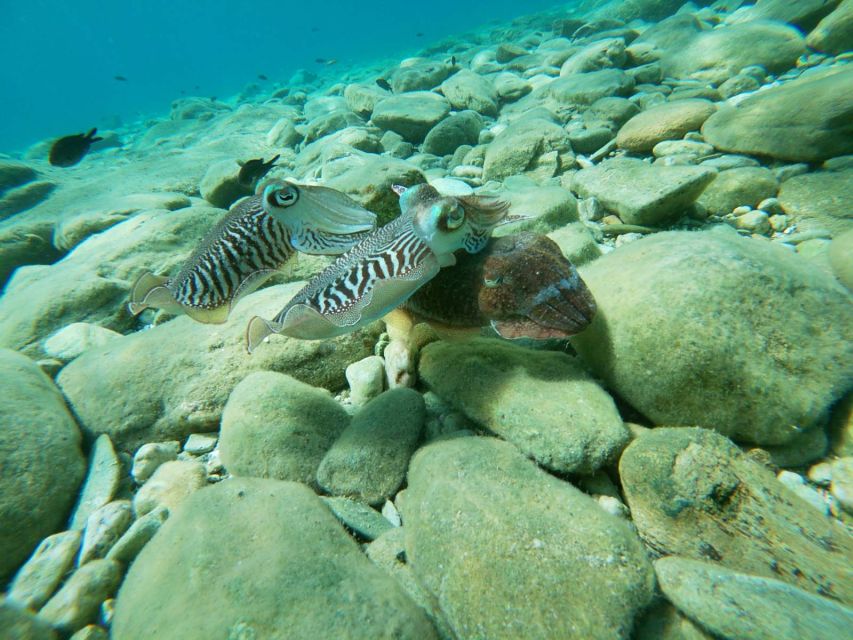 Heraklion: Beginner-Friendly Snorkeling Trip - Starting at the Agia Pelagia base