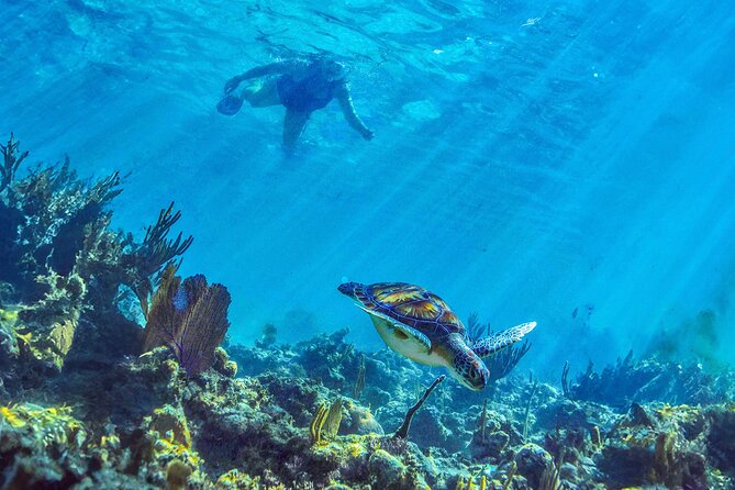 Hidden Cenote Swim: Snorkeling, Sea Turtles and Beachside Lunch - Transport is the biggest question mark