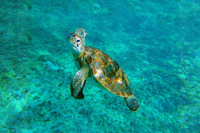 Hidden Cenote Swim: Snorkeling, Sea Turtles and Beachside Lunch - What the $169 price really buys you