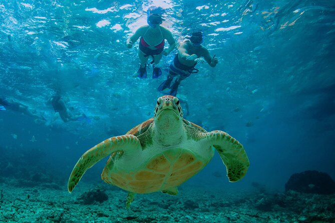 Hidden Cenote Swim: Snorkeling, Sea Turtles and Beachside Lunch - The cenote near Tulum: beautiful, cold, and more active than expected