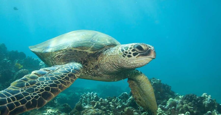 Hilo: Sea Turtle Lagoon and Black Sand Beach Snorkel - Key points before you book
