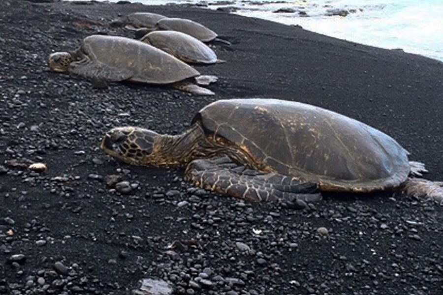 Hilo: Sea Turtle Lagoon and Black Sand Beach Snorkel - Starting at 1717 Kamehameha Avenue