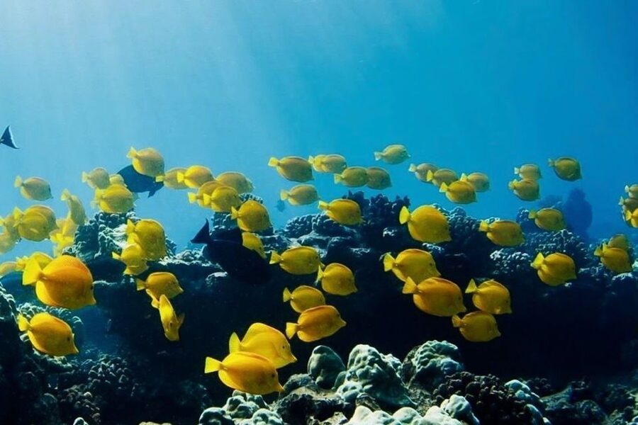 Hilo: Sea Turtle Lagoon and Black Sand Beach Snorkel - First stop: getting comfortable before the reef