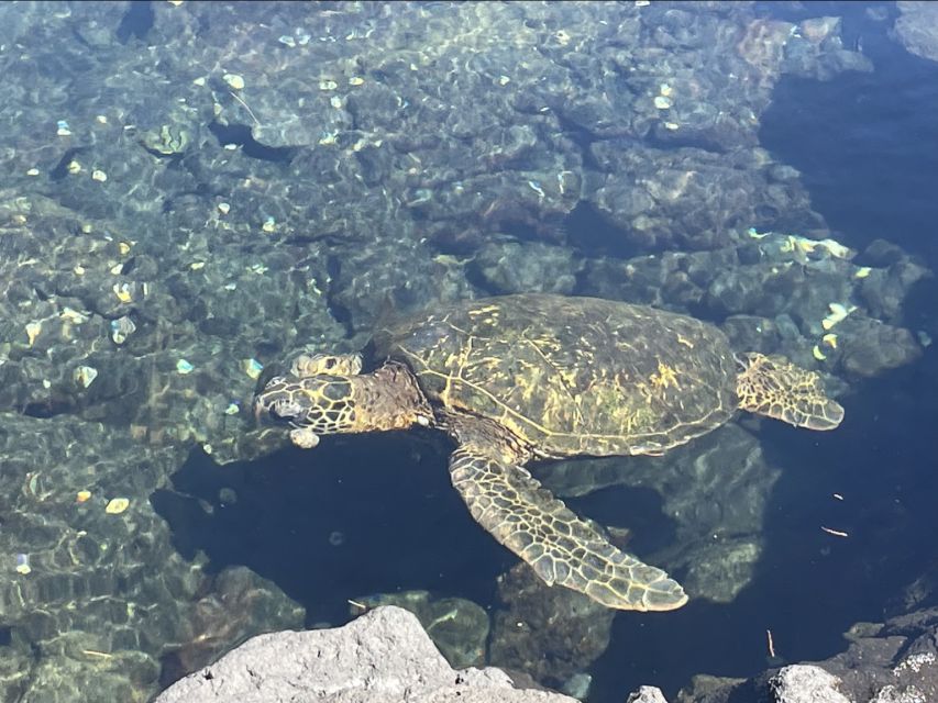 Hilo: Sea Turtle Lagoon and Black Sand Beach Snorkel - Snacks, equipment, and what to pack