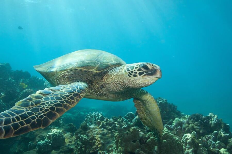 Hilo: Sea Turtle Lagoon and Black Sand Beach Snorkel - Who will enjoy this Hilo snorkel
