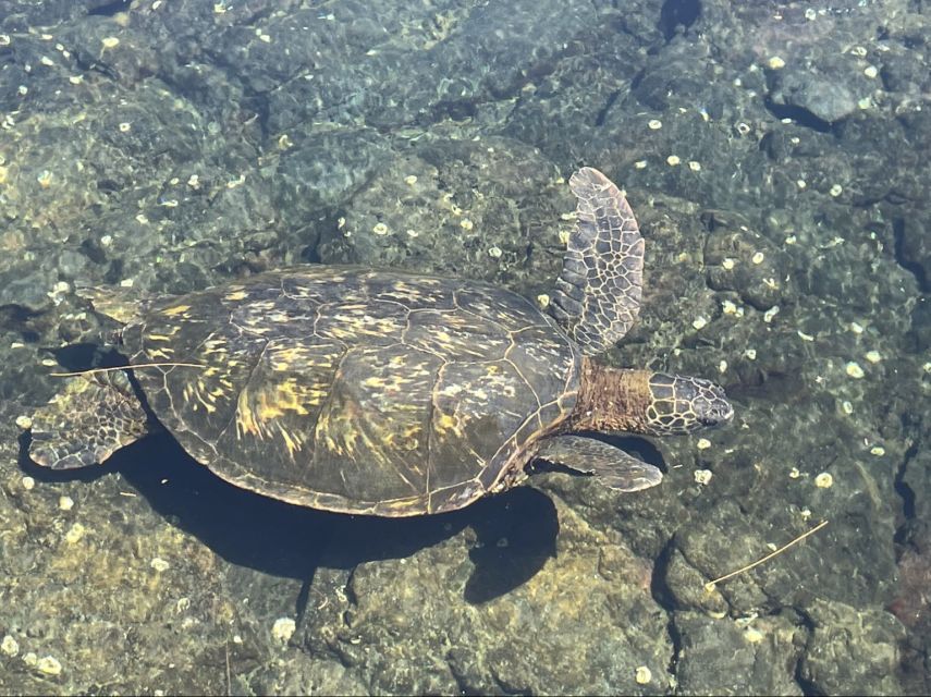 Hilo: Sea Turtle Lagoon and Black Sand Beach Snorkel - A small group changes the feel of the water