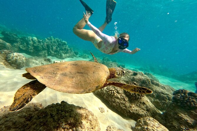 Hilo Sea Turtle Snorkel Adventure - Key points before you book