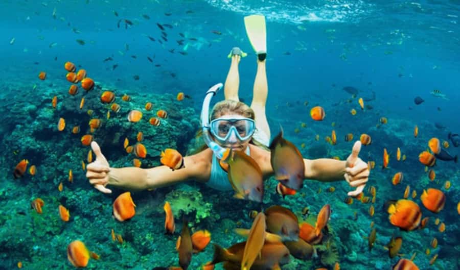 Hoi An: Cham Islands Snorkeling Trip by Speedboat with Lunch - What this Cham Islands trip is really like