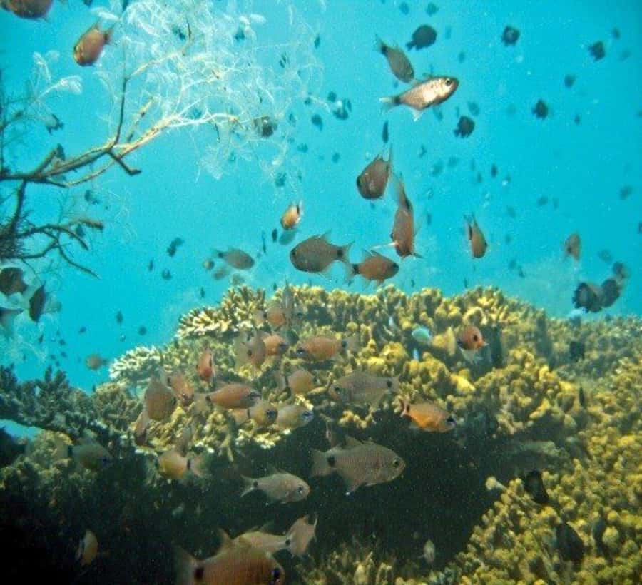 Hoi An: Cham Islands Snorkeling Trip by Speedboat with Lunch - Walking through Cham Island’s local sights