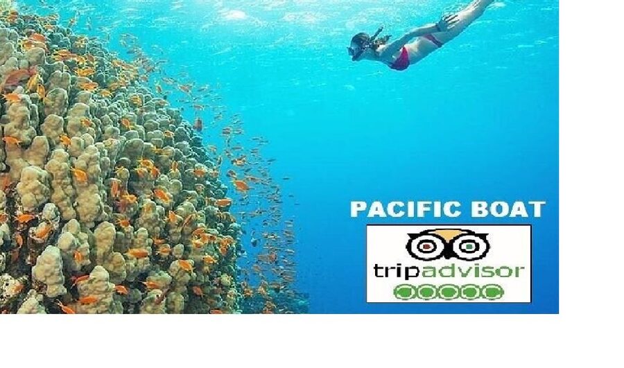 Hoi An/Da Nang: Snorkelling & Island-Hopping Speedboat Tour - Dai Island: soft coral and the first hour in the water