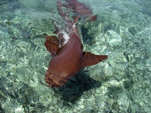 Hol Chan Marine Park and Shark Ray Alley Snorkeling - Four things to know before booking