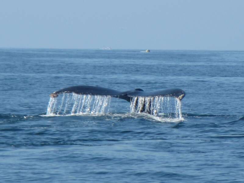 Huatulco: Bays Boat Tour with Snorkeling and Hotel Pickup - Boats, language, and comfort