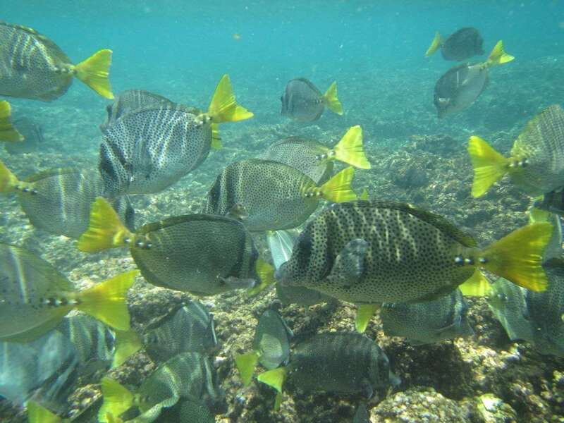 Huatulco: Bays Boat Tour with Snorkeling and Hotel Pickup - Who will enjoy this day