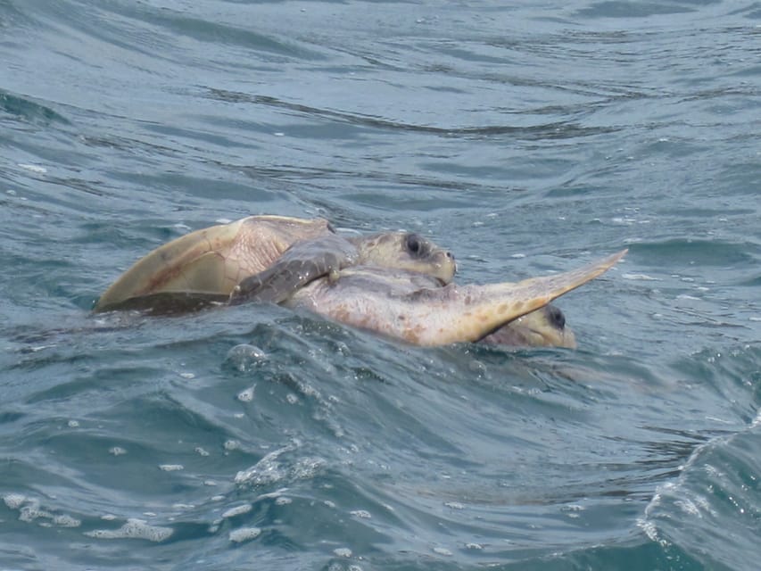 Huatulco: Premium Boat Tour with snorkel experience. - What the $50 price really covers