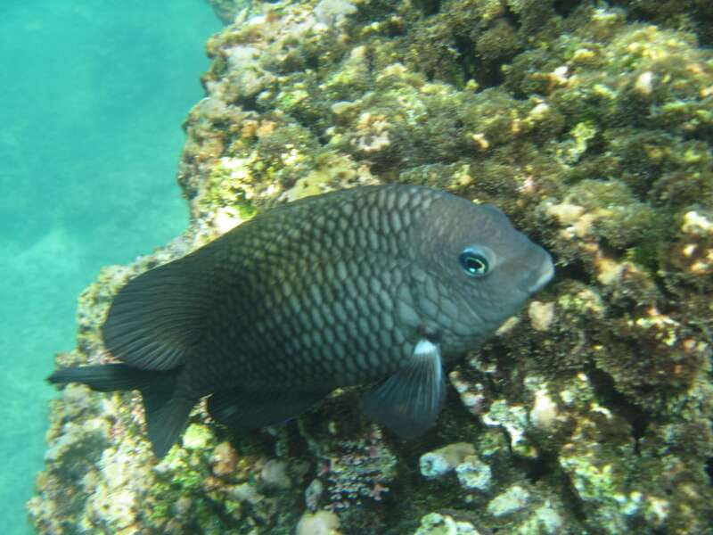 Huatulco: Premium Boat Tour with snorkel experience. - Who will enjoy this boat day
