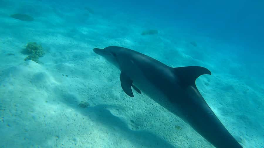 Hurghada: 3 Islands, Dolphins & Snorkel Yacht Trip w/ Lunch - Boarding the yacht and setting the tone