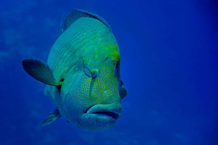 Hurghada: 3 Islands, Dolphins & Snorkel Yacht Trip w/ Lunch - Giftun Island is the best snorkeling section