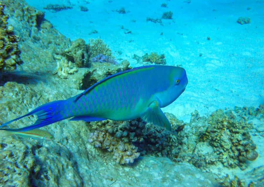 Hurghada: 3 Islands, Dolphins & Snorkel Yacht Trip w/ Lunch - Dolphin watching requires patience and luck