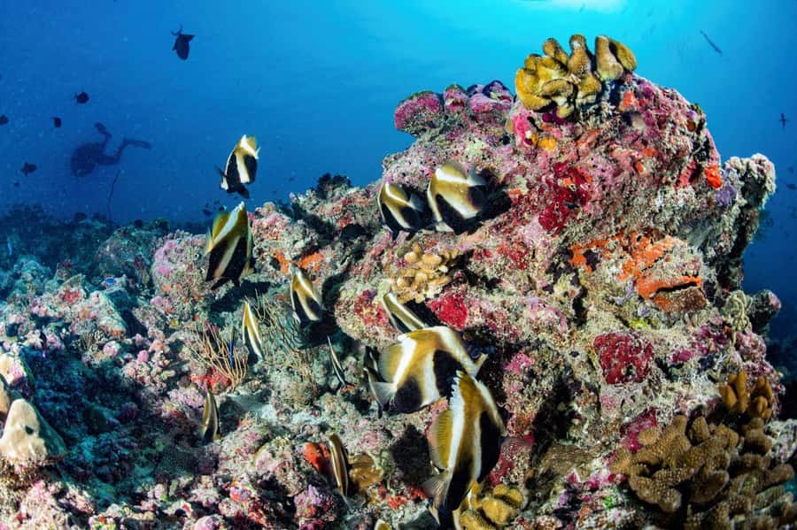 Hurghada: 3 Islands, Dolphins & Snorkel Yacht Trip w/ Lunch - Magawish is the relaxed final island